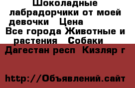 Шоколадные лабрадорчики от моей девочки › Цена ­ 25 000 - Все города Животные и растения » Собаки   . Дагестан респ.,Кизляр г.